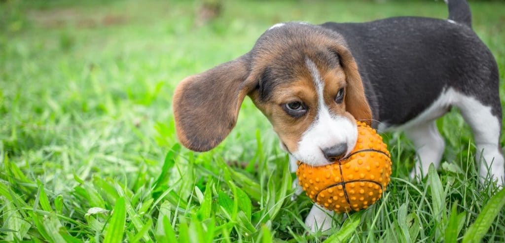 animalia-ambulatorio-veterinario-quando-arriva-un-cucciolo-gioco