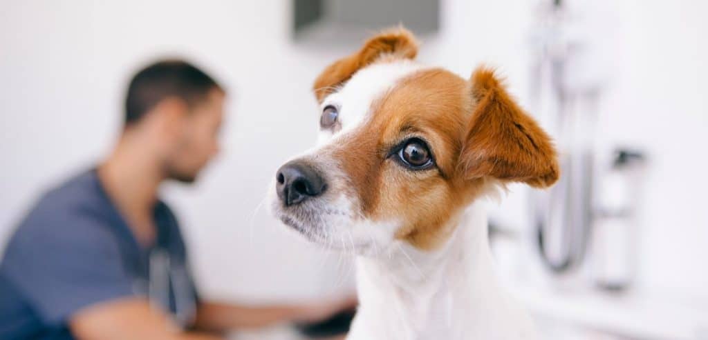 animalia-ambulatorio-veterinario-quando-arriva-un-cucciolo-veterinario