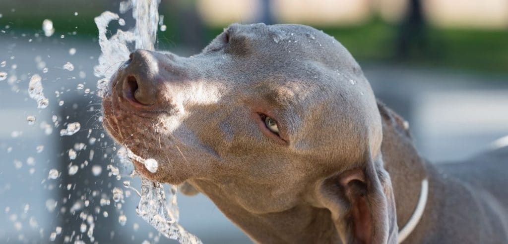 animalia-ambulatorio-veterinario-colpo-di-calore-acqua