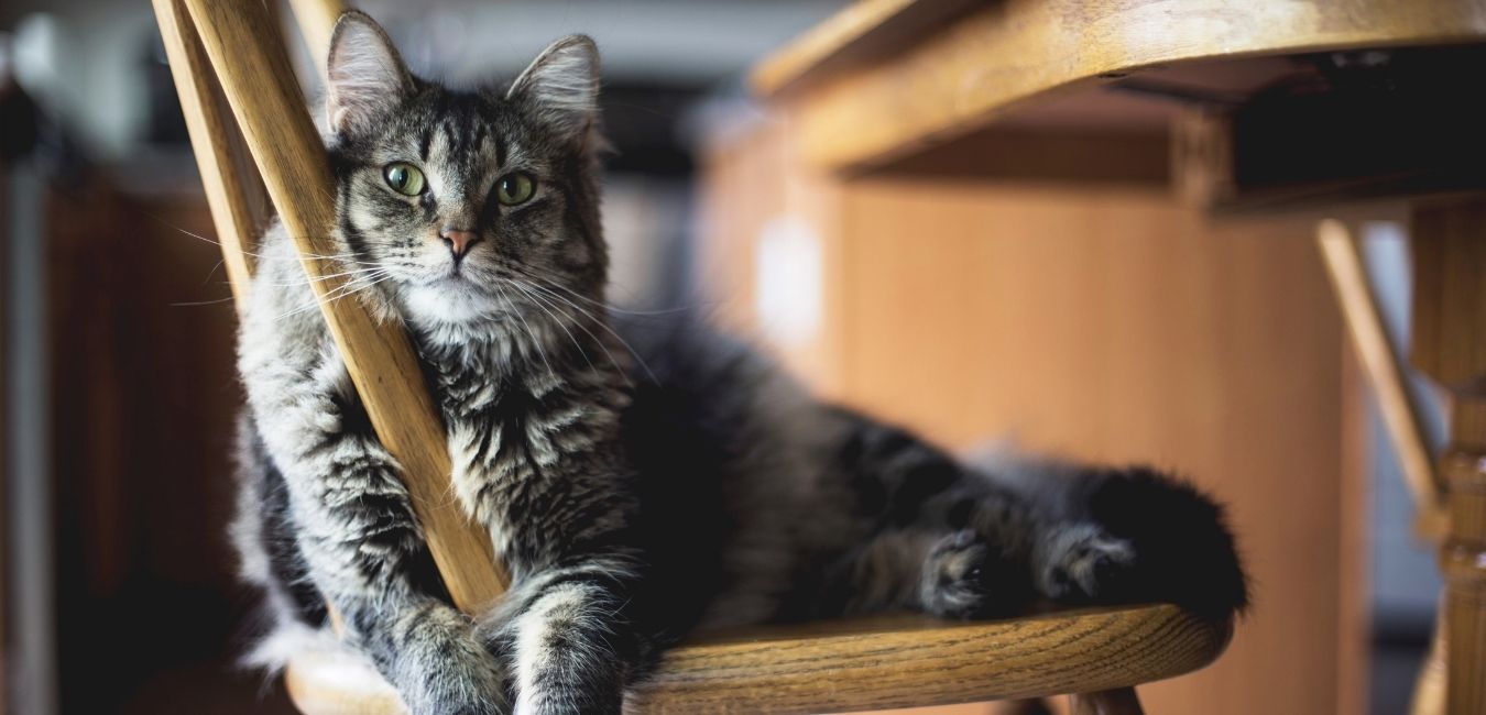 animalia-ambulatorio-veterinario-gatto-attenzione-all-antiparassitario-permetrina