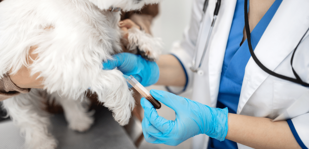 animalia-ambulatorio-veterinario-il-diabete-mellito-nel-cane-e-nel-gatto-01