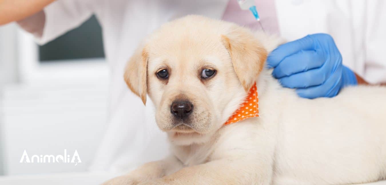 animalia-ambulatorio-veterinario-vaccinazioni